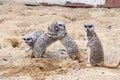 Meerkat in group standing fighting playing and doing funny pose Royalty Free Stock Photo