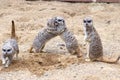 Meerkat in group standing fighting playing and doing funny pose Royalty Free Stock Photo