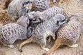 Meerkat in group standing fighting playing and doing funny pose Royalty Free Stock Photo