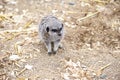 Meerkat in group standing fighting playing and doing funny pose Royalty Free Stock Photo