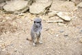 Meerkat in group standing fighting playing and doing funny pose Royalty Free Stock Photo