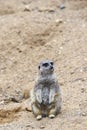 Meerkat in group standing fighting playing and doing funny pose Royalty Free Stock Photo