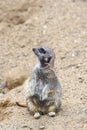 Meerkat in group standing fighting playing and doing funny pose Royalty Free Stock Photo