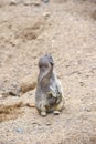 Meerkat in group standing fighting playing and doing funny pose Royalty Free Stock Photo