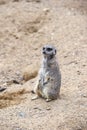 Meerkat in group standing fighting playing and doing funny pose Royalty Free Stock Photo