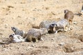 Meerkat in group standing fighting playing and doing funny pose Royalty Free Stock Photo