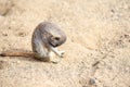 Meerkat in group standing fighting playing and doing funny pose Royalty Free Stock Photo