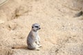 Meerkat in group standing fighting playing and doing funny pose Royalty Free Stock Photo