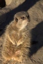 Meerkat on guard Royalty Free Stock Photo