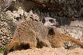 Meerkat on guard Royalty Free Stock Photo