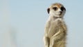 Meerkat on guard // Alert suricate or meerkat Suricata suricatta on the lookout, Kalahari, 2018