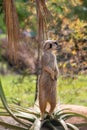 Meerkat on Guard Australia Zoo