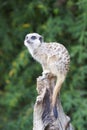 Meerkat on guard duty Royalty Free Stock Photo