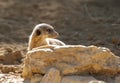 Meerkat on Guard duty Royalty Free Stock Photo