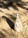 Meerkat on Guard duty Royalty Free Stock Photo