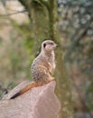 Meerkat on Guard duty Royalty Free Stock Photo