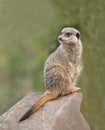 Meerkat on Guard duty Royalty Free Stock Photo