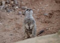 Meerkat on guard duty on ground in day in zoo Royalty Free Stock Photo