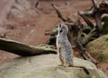 Meerkat on guard duty on ground in day in zoo Royalty Free Stock Photo