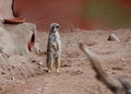 A meerkat on guard duty on ground in day in zoo Royalty Free Stock Photo