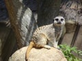The Meerkat on guard duty Royalty Free Stock Photo