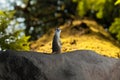 Meerkat keeps watch Royalty Free Stock Photo