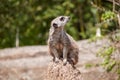 Meerkat guard looks towards the sky