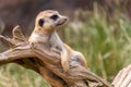 a meerkat on guard, lying on a dead tree root Royalty Free Stock Photo