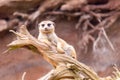 a meerkat on guard, lying on a dead tree root Royalty Free Stock Photo