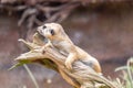 a meerkat on guard, lying on a dead tree root Royalty Free Stock Photo