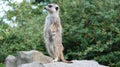 Meerkat guard on a rock Royalty Free Stock Photo