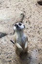 Meerkat Guard