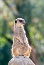 Meerkat guard sitting upright on a rock