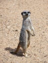 A Meerkat on guard Royalty Free Stock Photo