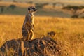 meerkat guard standing upright .Generative Ai Royalty Free Stock Photo