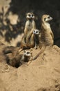 Meerkat on guard their nest in Africa