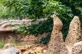 meerkat on guard, on top of the termite mound Royalty Free Stock Photo