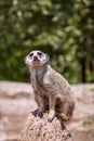 Meerkat guard watching fÃÂ¼r predators