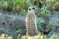 Meerkat keeps watch in natural habitat, Botswana, Africa. Looking for enemies