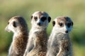 Meerkats in Africa, three cute meerkats guarding in natural habitat, Botswana, Africa