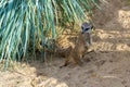 The meerkat guards its home and family, watching for external threats