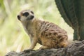 Meerkat has a small body size. Royalty Free Stock Photo