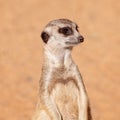 A Meerkat Having A Look Around