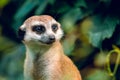 Meerkat head near on a green leaf background. Wild nature