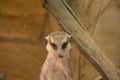 Meerkat head in sawdust