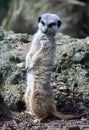 Meerkat with head turned looking at another meerkat Royalty Free Stock Photo