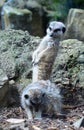 Meerkat with head turned looking at another meerkat Royalty Free Stock Photo