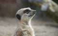 Meerkat headshot