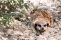 Meerkat hidden under the tree on a sand, looking straight, at the zoological park