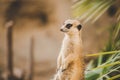 Meerkat on hind legs. Portrait of meerkat standing on hind legs with alert expression. Portrait of a funny meerkat sitting on its Royalty Free Stock Photo